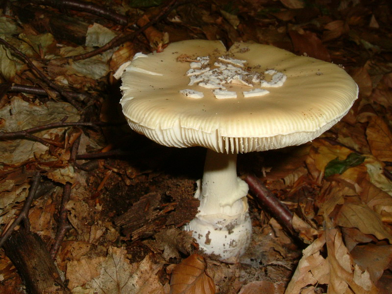 Amanita da deter...